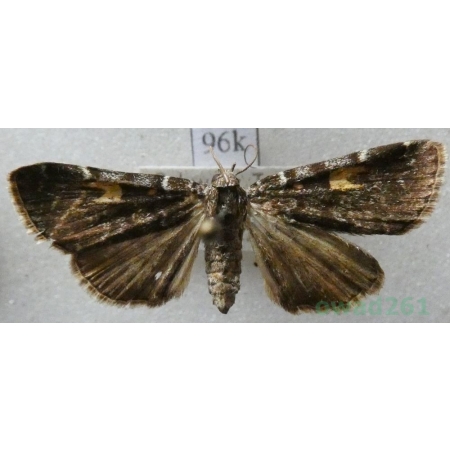 Idia calvaria (Denis & Schiffermüller, 1775) Schweiz96k